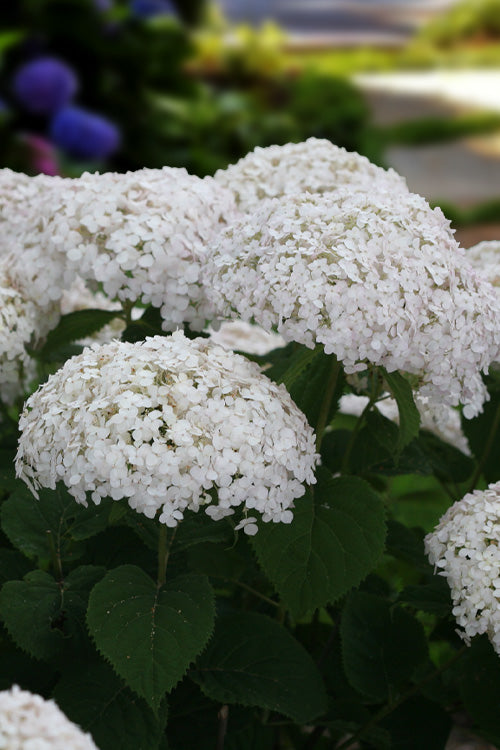  Invincibelle Wee White Smooth Hydrangea - 3 Gallon Pot