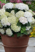  Invincibelle Wee White Smooth Hydrangea - 3 Gallon Pot