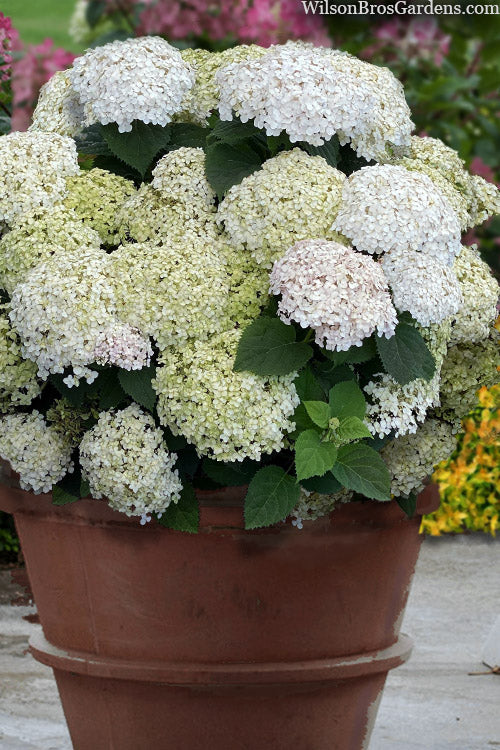  Invincibelle Wee White Smooth Hydrangea - 3 Gallon Pot