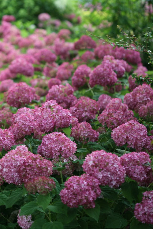  Invincibelle Mini Mauvette Smooth Hydrangea - 3 Gallon Pot