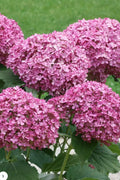  Invincibelle Mini Mauvette Smooth Hydrangea - 3 Gallon Pot