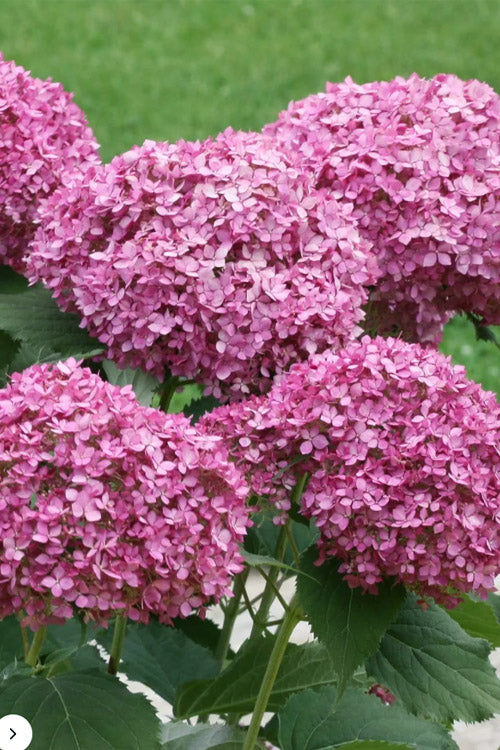 Invincibelle Mini Mauvette Smooth Hydrangea - 3 Pack Of Quart Pots