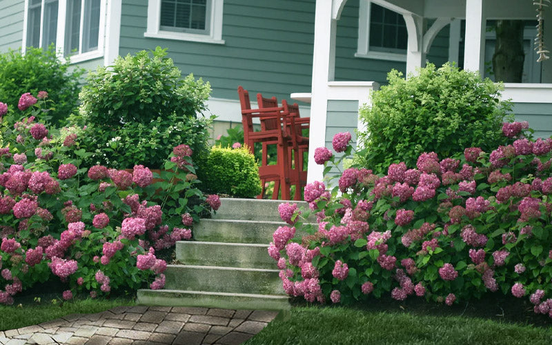  Invincibelle Mini Mauvette Smooth Hydrangea - 3 Gallon Pot