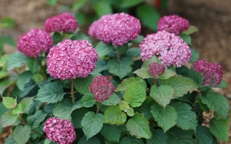  Invincibelle Mini Mauvette Smooth Hydrangea - 3 Gallon Pot