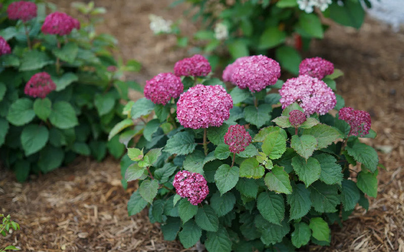  Invincibelle Mini Mauvette Smooth Hydrangea - 3 Gallon Pot