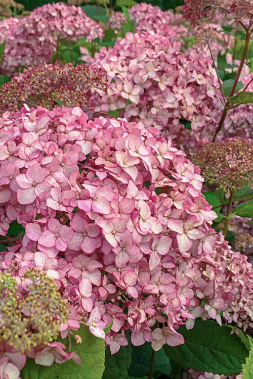  Pinkerella Hydrangea - 3 Gallon Pot