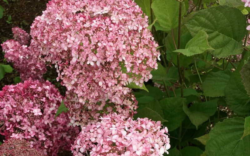  Pinkerella Hydrangea - 3 Gallon Pot