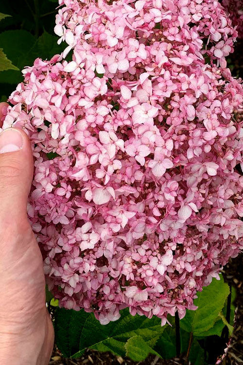  Pinkerella Hydrangea - 3 Gallon Pot