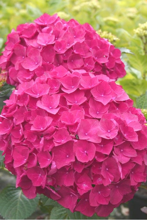  Charm Red Hydrangea - 3 Gallon Pot
