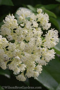  Climbing Hydrangea - Decumaria Barbara - 3 Gallon Pot
