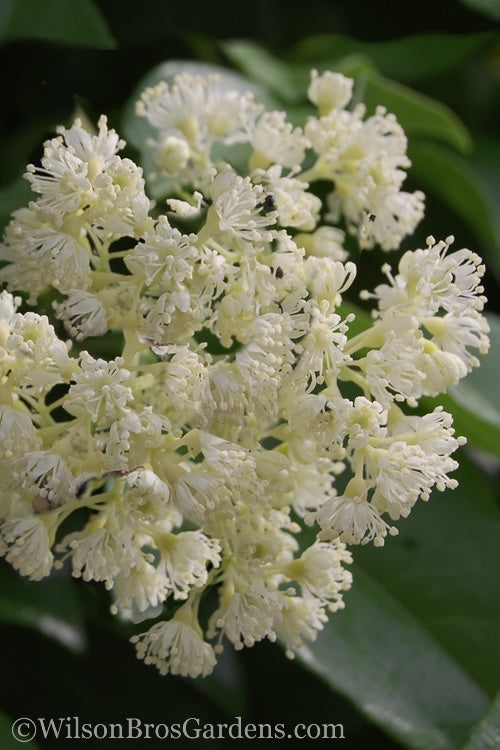  Climbing Hydrangea - Decumaria Barbara - 3 Gallon Pot