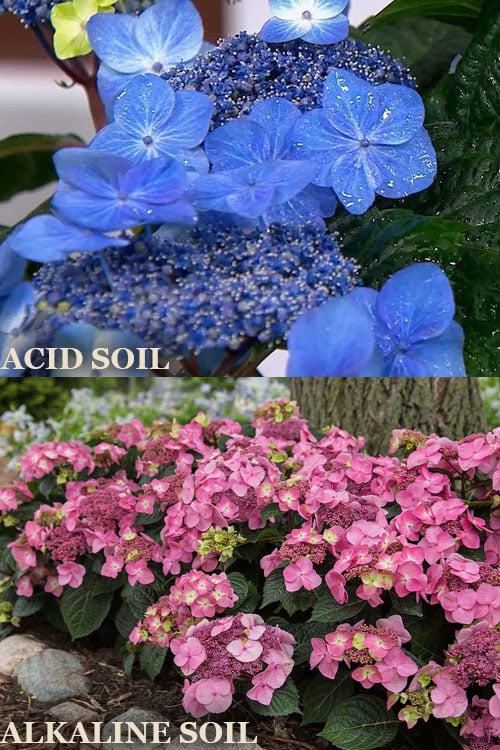 Endless Summer 'Pop Star' Hydrangea - 3 Gallon Pot