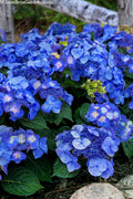  Endless Summer 'Pop Star' Hydrangea - 3 Gallon Pot