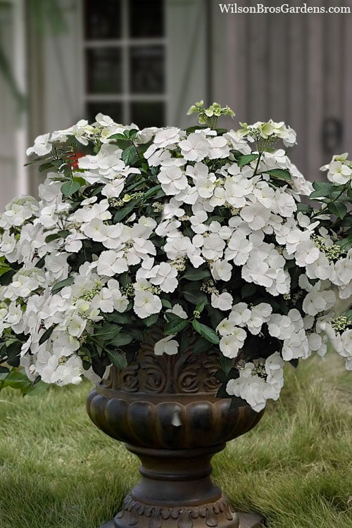  Fairytrail Bride Cascade Hydrangea - 1 Gallon Pot