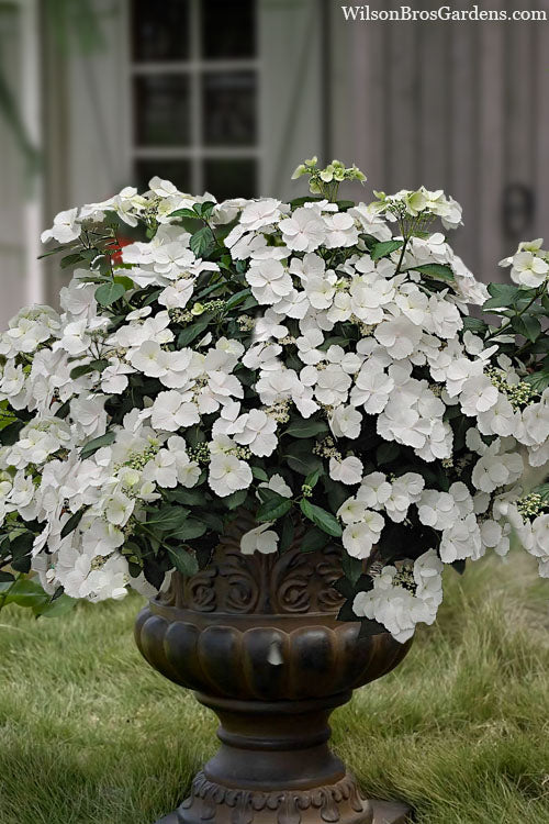  Fairytrail Bride Cascade Hydrangea - 2.5 Gallon Pot