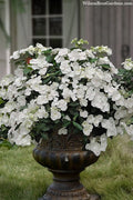  Fairytrail Bride Cascade Hydrangea - 3 Gallon Pot