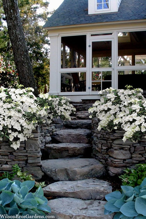  Fairytrail Bride Cascade Hydrangea - 2 Gallon Pot