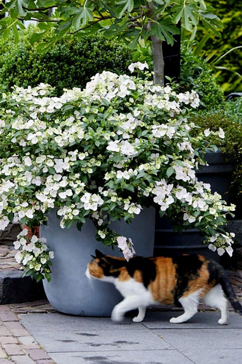  Fairytrail Bride Cascade Hydrangea - 2 Gallon Pot