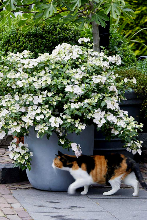  Fairytrail Bride Cascade Hydrangea - 2.5 Gallon Pot