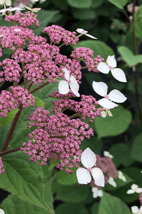  Invincibelle Lace Smooth Hydrangea - 3 Pack Of Quart Pots
