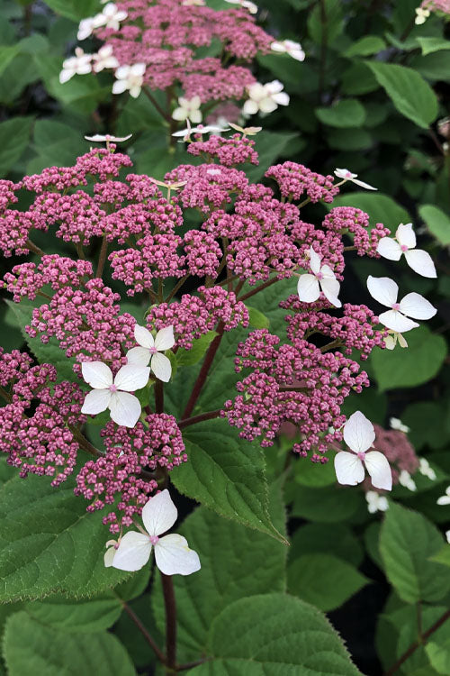  Invincibelle Lace Smooth Hydrangea - 3 Pack Of Quart Pots