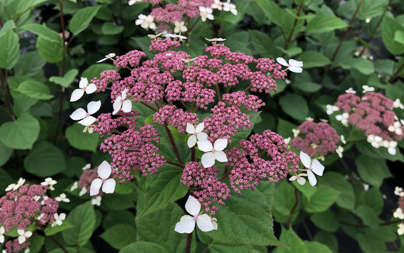  Invincibelle Lace Smooth Hydrangea - 1 Gallon Pot