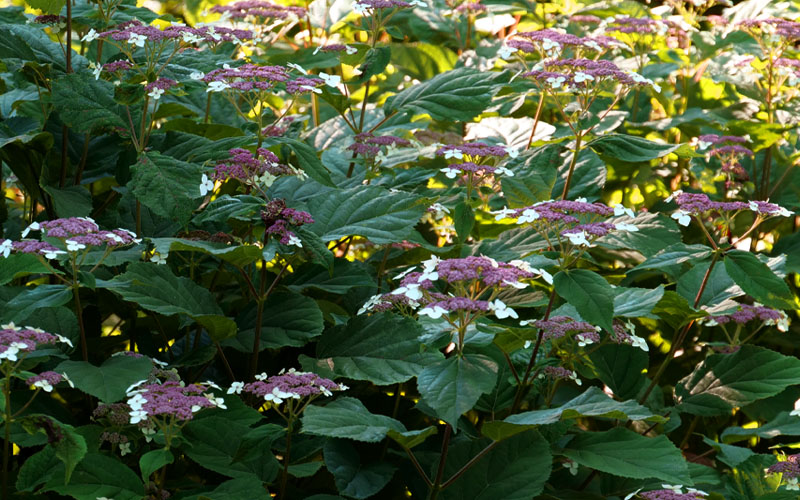  Invincibelle Lace Smooth Hydrangea - 1 Gallon Pot