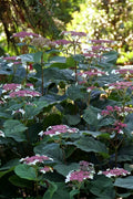  Invincibelle Lace Smooth Hydrangea - 1 Gallon Pot