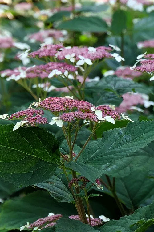  Invincibelle Lace Smooth Hydrangea - 3 Pack Of Quart Pots