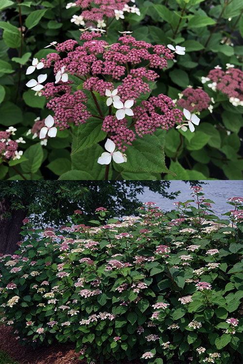  Invincibelle Lace Smooth Hydrangea - 1 Gallon Pot