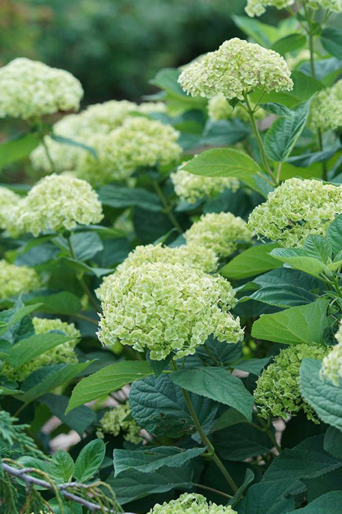  Invincibelle Sublime Smooth Hydrangea - 3 Gallon Pot