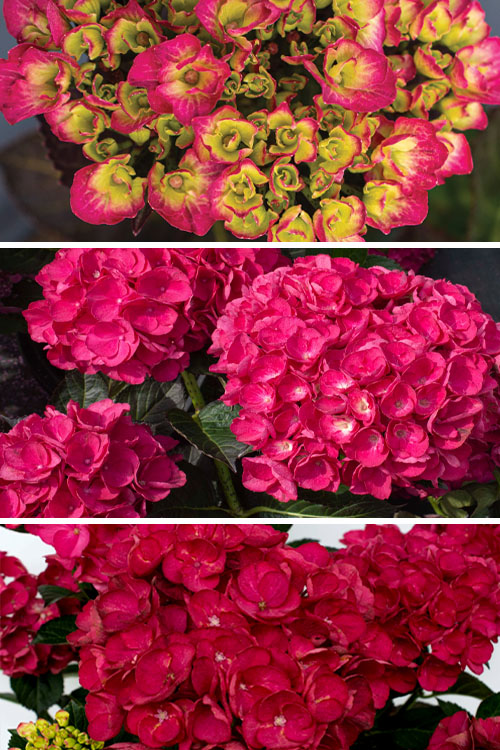  Akadama Hydrangea - 6 Pack Of 1 Gallon Pots