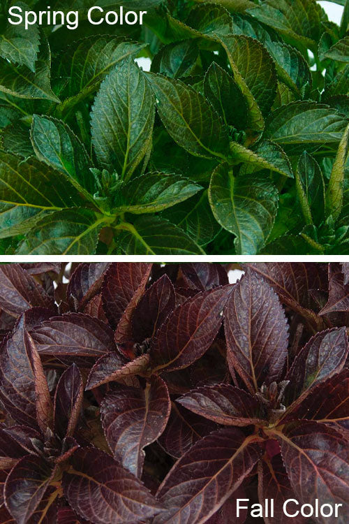  Akadama Hydrangea - 6 Pack Of 1 Gallon Pots