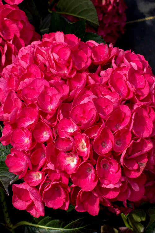  Akadama Hydrangea - 3 Gallon Pot