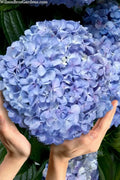  Big Daddy Hydrangea - 1 Gallon Pot