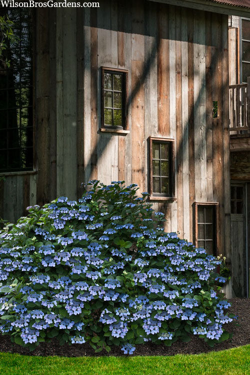  Blue Wave Lacecap Hydrangea - 3 Gallon Pot
