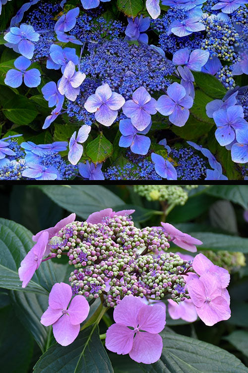  Blue Wave Lacecap Hydrangea - 3 Gallon Pot