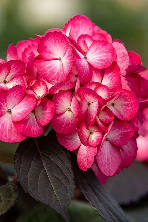  Eclipse Bigleaf Hydrangea - 1 Gallon Pot