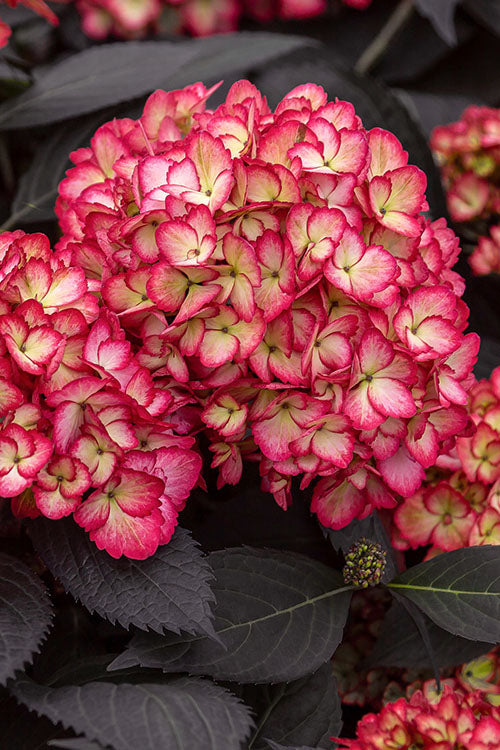  Eclipse Bigleaf Hydrangea - 1 Gallon Pot