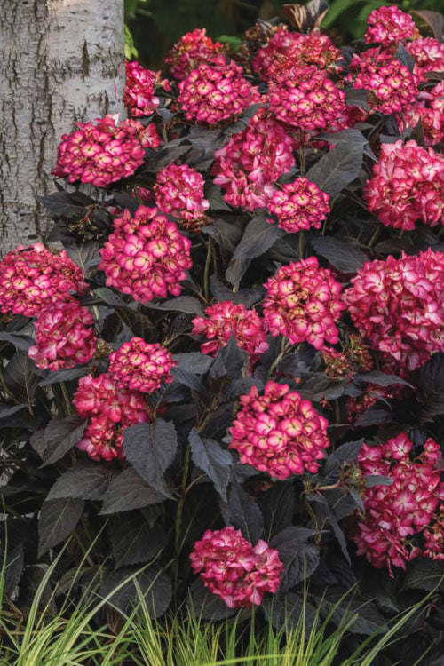  Eclipse Bigleaf Hydrangea - 1 Gallon Pot