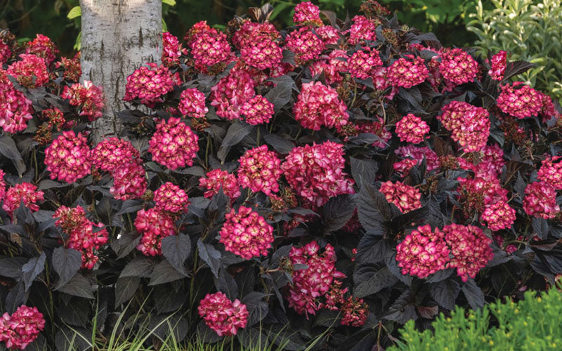  Eclipse Bigleaf Hydrangea - 1 Gallon Pot