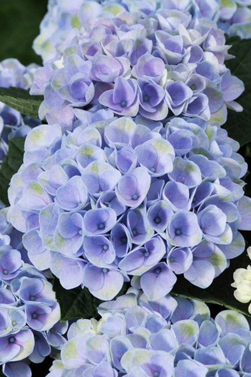  Elizabeth Ashley Hydrangea - 3 Gallon Pot