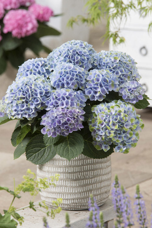  Elizabeth Ashley Hydrangea - 3 Gallon Pot
