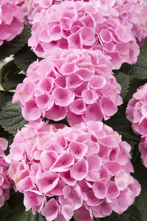  Elizabeth Ashley Hydrangea - 3 Gallon Pot