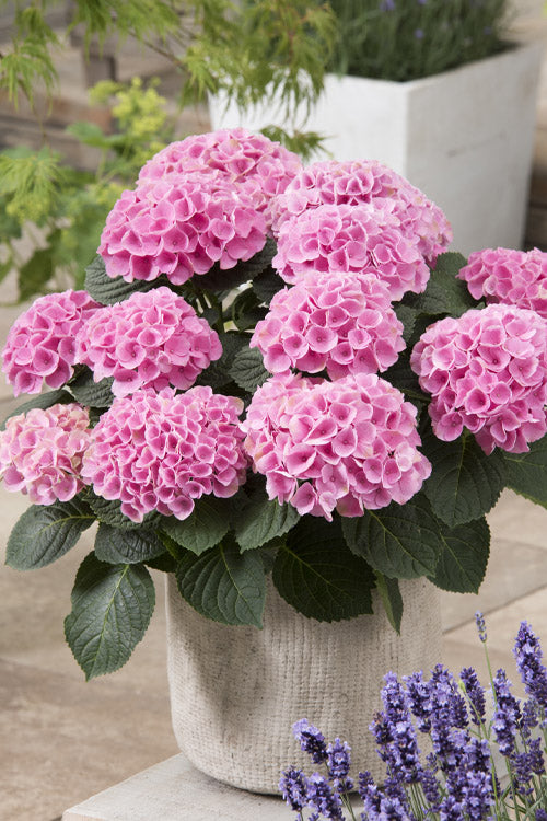  Elizabeth Ashley Hydrangea - 3 Gallon Pot