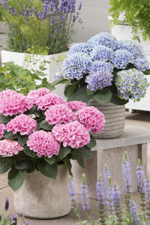  Elizabeth Ashley Hydrangea - 3 Gallon Pot