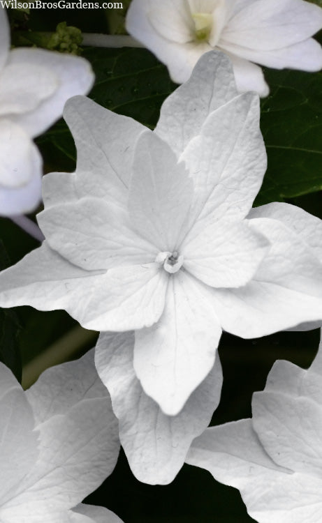  Fuji Waterfall Hydrangea - 3 Gallon Pot