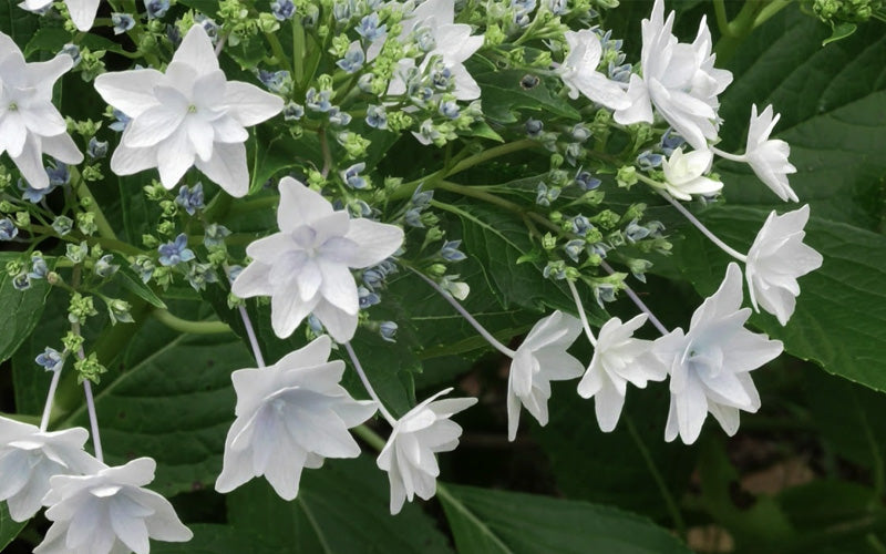  Fuji Waterfall Hydrangea - 1 Gallon Pot