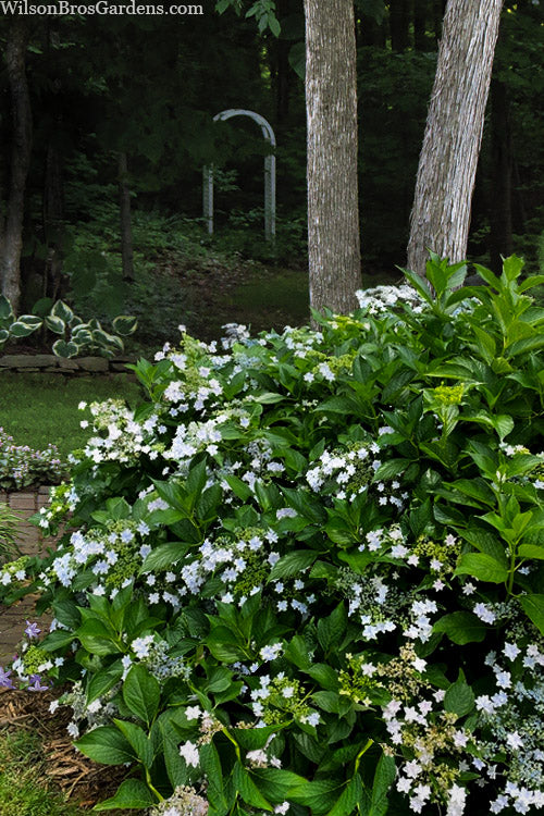  Fuji Waterfall Hydrangea - 3 Gallon Pot