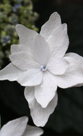 Fuji Waterfall Hydrangea - 1 Gallon Pot